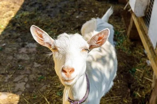 cute-free-range-goatling-on-organic-natural-eco-an