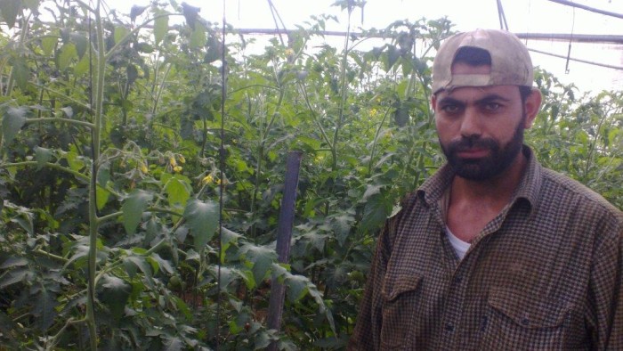 beneficiary-farmer-in-his-greenhouse-after-distrib