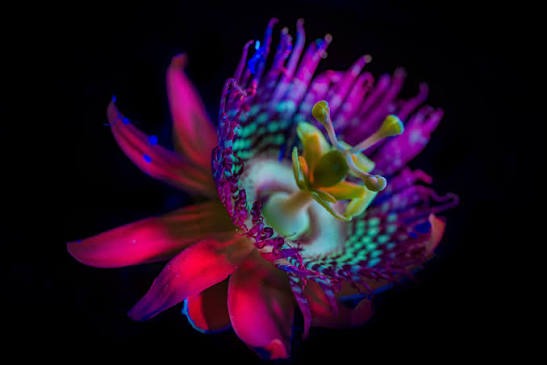ultravioleta-3.jpg